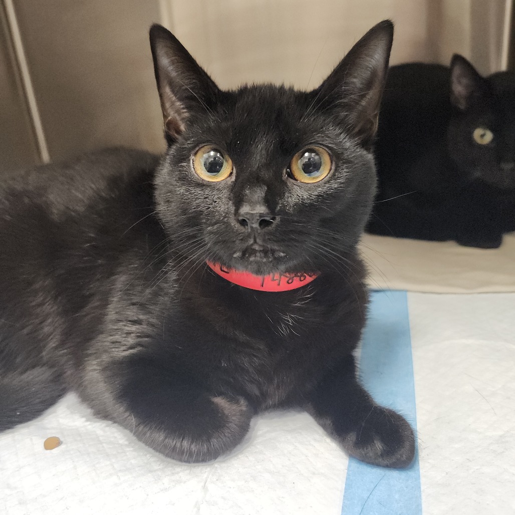 Shelter Stray Female Cat last seen , 3607 N Armenia Ave, Tampa, FL 33607, USA