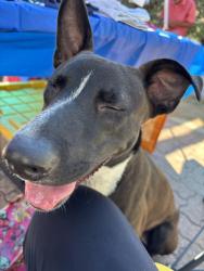 Found/Stray Female Dog last seen Brazos, San Antonio, TX 78207