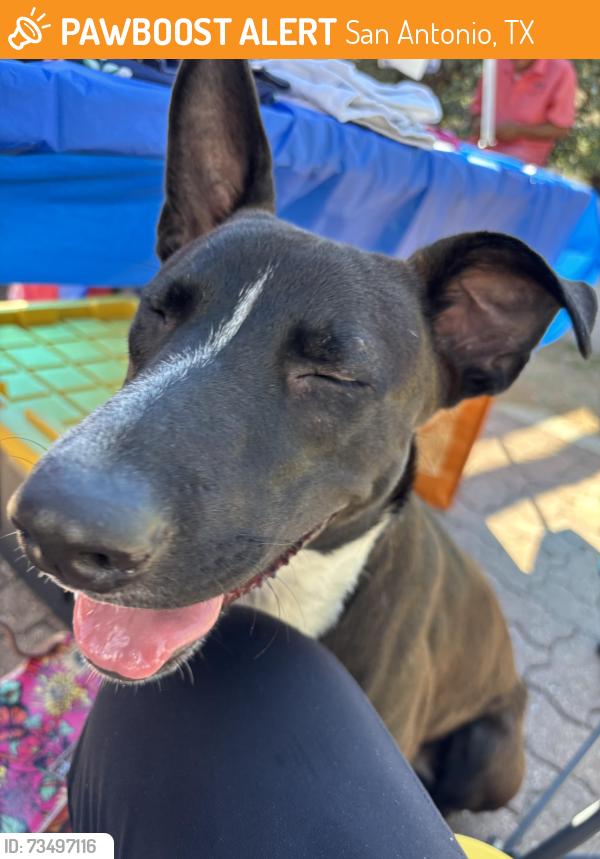 Found/Stray Female Dog last seen Brazos, San Antonio, TX 78207