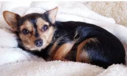 Lost Female Dog last seen Five points, Five Points, AL 36855
