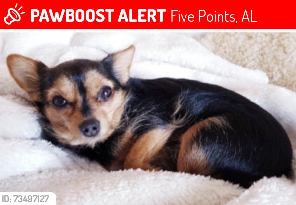 Lost Female Dog last seen Five points, Five Points, AL 36855