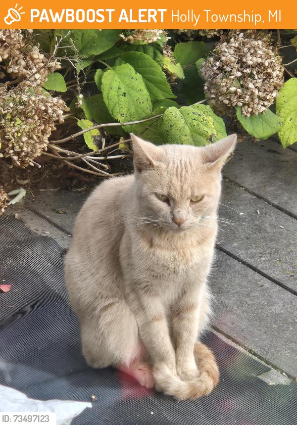 Found/Stray Unknown Cat last seen Lahring and N Holly, Holly Township, MI 48442