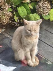 Found/Stray Unknown Cat last seen Lahring and N Holly, Holly Township, MI 48442