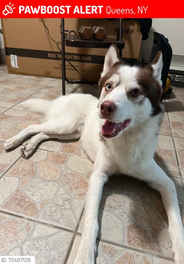 Lost Male Dog last seen Corona Park, Queens, NY 11354