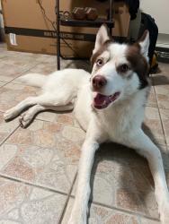 Lost Male Dog last seen Corona Park, Queens, NY 11354