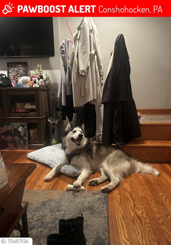 Lost Male Dog last seen Sutcliffe Park, Conshohocken, PA 19428