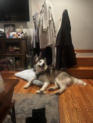 Lost Male Dog last seen Sutcliffe Park, Conshohocken, PA 19428