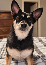 Reunited Female Dog last seen Advanced Auto Parts, N. Lecanto Highway, Beverly Hills, FL 34465