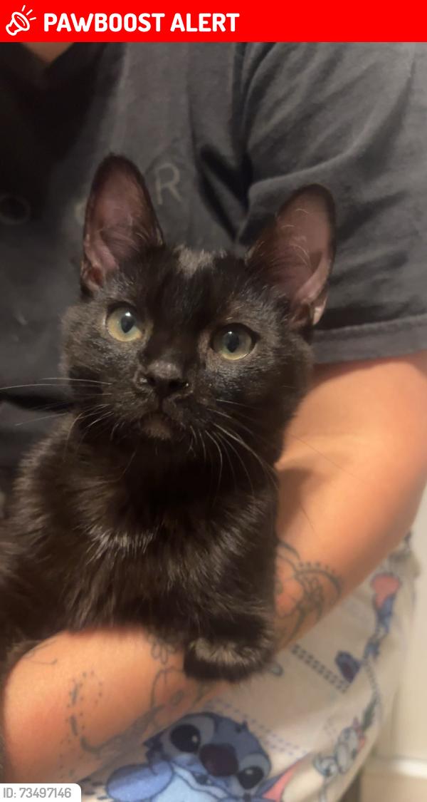 Lost Male Cat last seen Arrow Route and Baker, Rancho Cucamonga, CA 91730