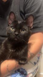 Lost Male Cat last seen Arrow Route and Baker, Rancho Cucamonga, CA 91730