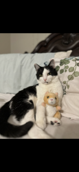 Reunited Male Cat last seen Near robinhood dr Streamwood, Streamwood, IL 60107