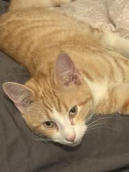 Reunited Male Cat last seen Scotland Rd & Bonneymede, Pueblo, CO 81001