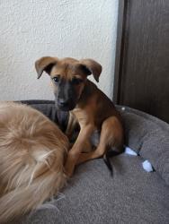 Found/Stray Female Dog last seen Nw Expressway and Rockwell, Oklahoma City, OK 73132