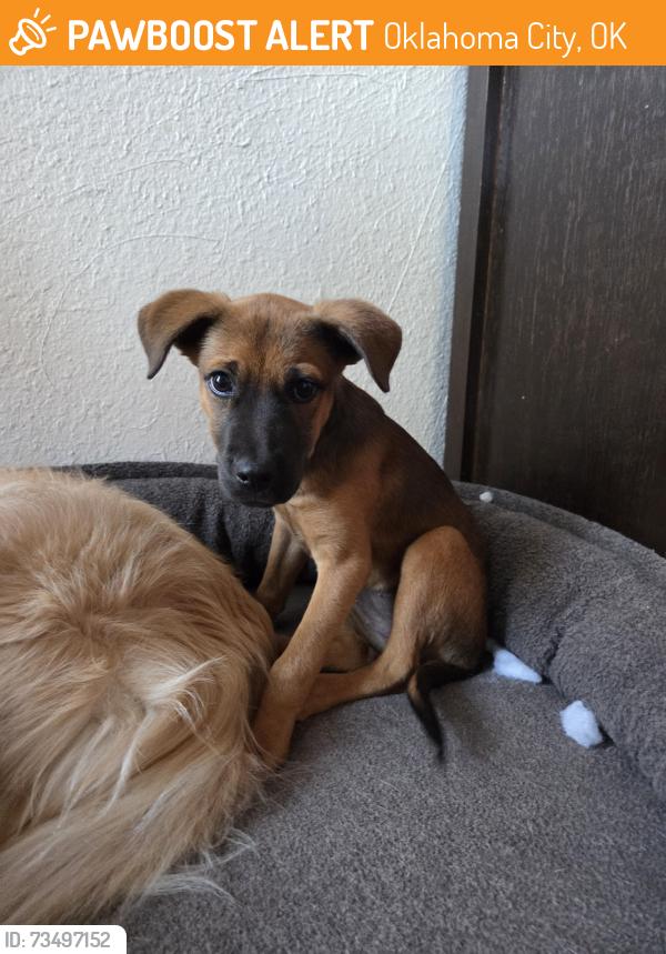 Found/Stray Female Dog last seen Nw Expressway and Rockwell, Oklahoma City, OK 73132