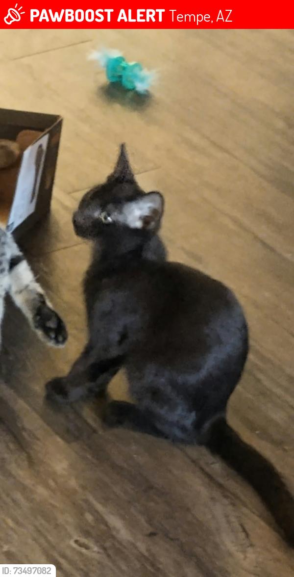 Lost Female Cat last seen E. Weber Dr. between Scottsdale and Miller, Tempe, AZ 85288