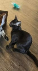 Lost Female Cat last seen E. Weber Dr. between Scottsdale and Miller, Tempe, AZ 85288