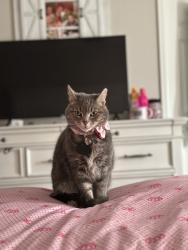 Lost Female Cat last seen Link / mark shuffle, Fountain, CO 80817