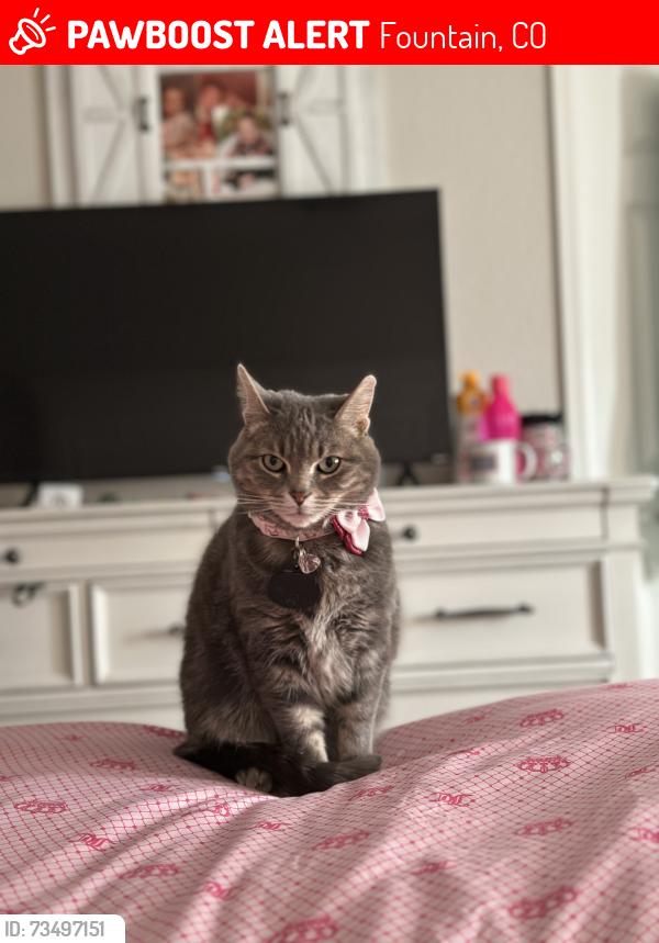 Lost Female Cat last seen Link / mark shuffle, Fountain, CO 80817