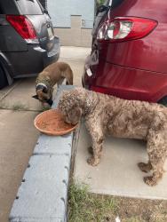 Reunited Male Dog last seen 87th ave & Thomas, Phoenix, AZ 85037