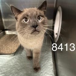 Shelter Stray Male Cat last seen Near Unity Ln, Brooklyn Park, MN 55443, USA, 11350 89th Ave N, Maple Grove, MN 55369, USA