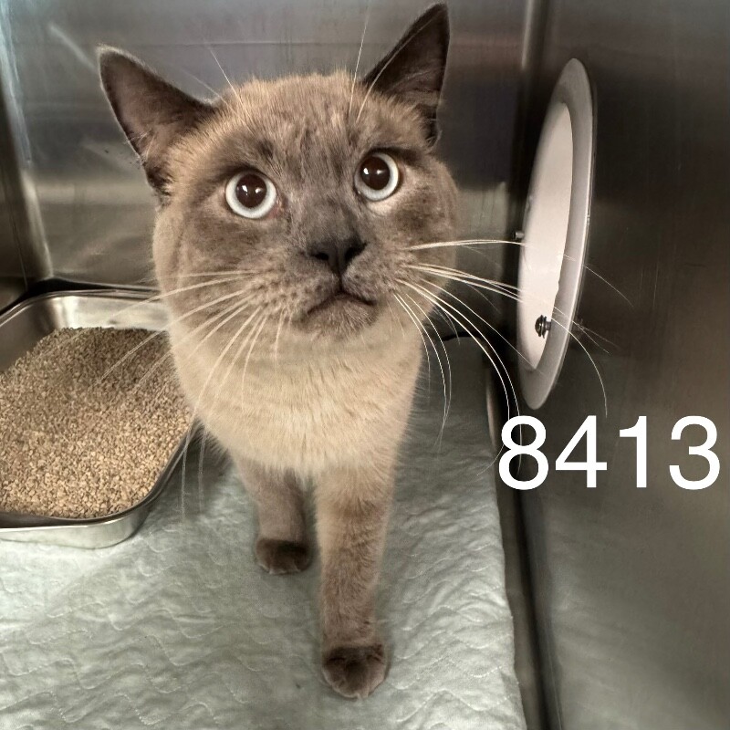 Shelter Stray Male Cat last seen Near Unity Ln, Brooklyn Park, MN 55443, USA, 11350 89th Ave N, Maple Grove, MN 55369, USA
