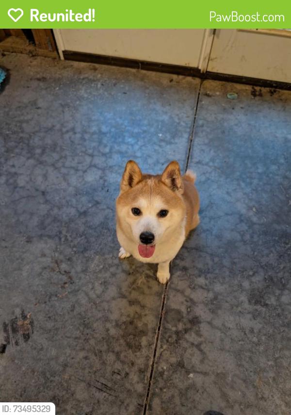 Reunited Male Dog last seen He was found on Gyro Dr near the pond with the ducks., Winston-Salem, NC 27127