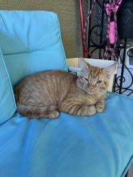 Found/Stray Male Cat last seen Buy entrance of second edition of Port Orange plantation by pond, Port Orange, FL 32128
