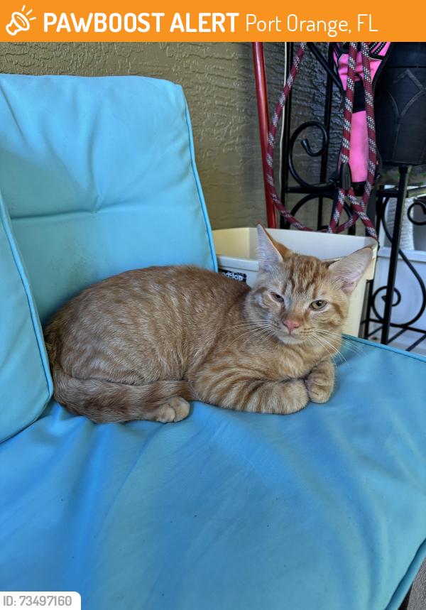 Found/Stray Male Cat last seen Buy entrance of second edition of Port Orange plantation by pond, Port Orange, FL 32128