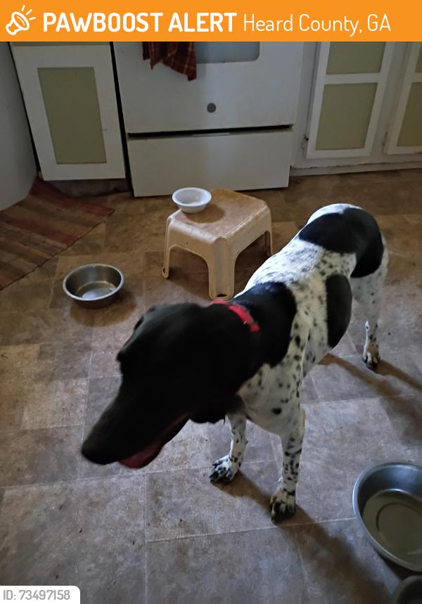 Found/Stray Female Dog last seen Armstrong Mill Rd, Heard County, GA 30170