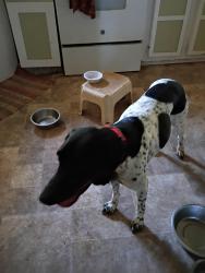 Found/Stray Female Dog last seen Armstrong Mill Rd, Heard County, GA 30170