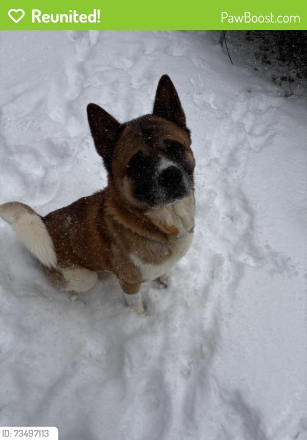 Reunited Male Dog last seen Near Pilgrim Dr, East flt Rock, NC 28726, USA, East Flat Rock, NC 28726