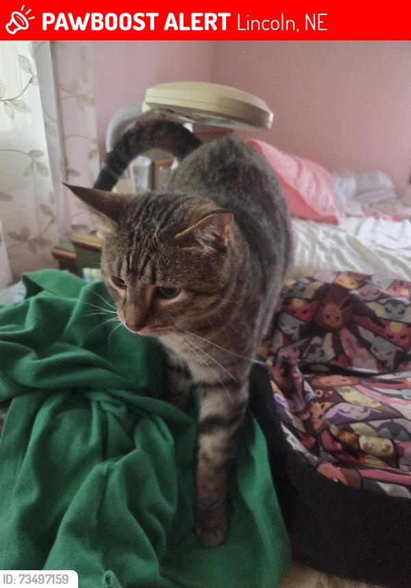 Lost Male Cat last seen 70th and A, Lincoln, NE 68510