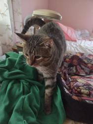 Lost Male Cat last seen 70th and A, Lincoln, NE 68510