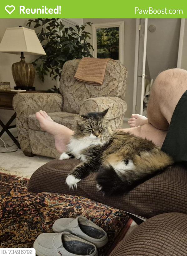 Reunited Female Cat last seen Pennsylvania, Oakmont, PA 15139