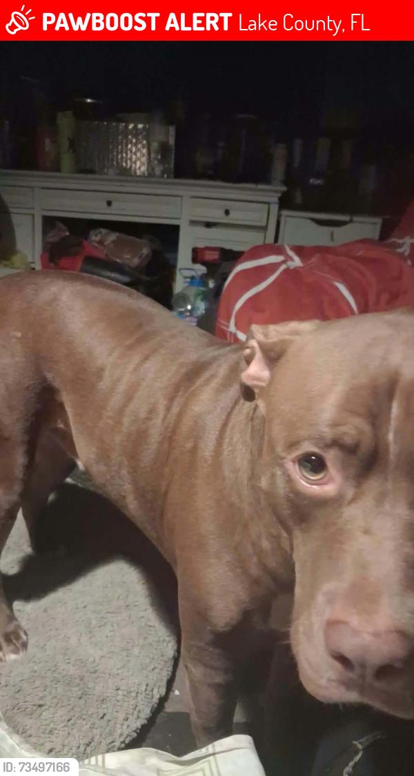 Lost Male Dog last seen Discovery & challenger, Lake County, FL 32778