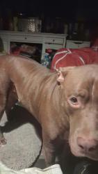 Lost Male Dog last seen Discovery & challenger, Lake County, FL 32778