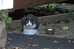Found/Stray Unknown Cat last seen S Home Ave & South St, Franklin, IN 46131