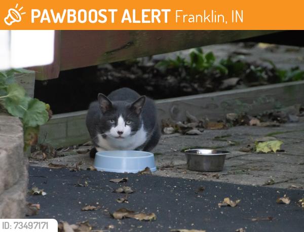 Found/Stray Unknown Cat last seen S Home Ave & South St, Franklin, IN 46131