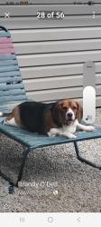 Lost Female Dog last seen 35th and Jackson, Kansas City, MO 64128