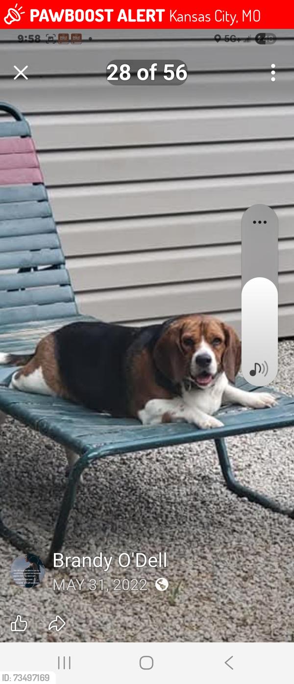 Lost Female Dog last seen 35th and Jackson, Kansas City, MO 64128