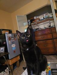 Lost Male Cat last seen Fig tree lane and airport rd, near eppersons flea market, Redding, CA 96002