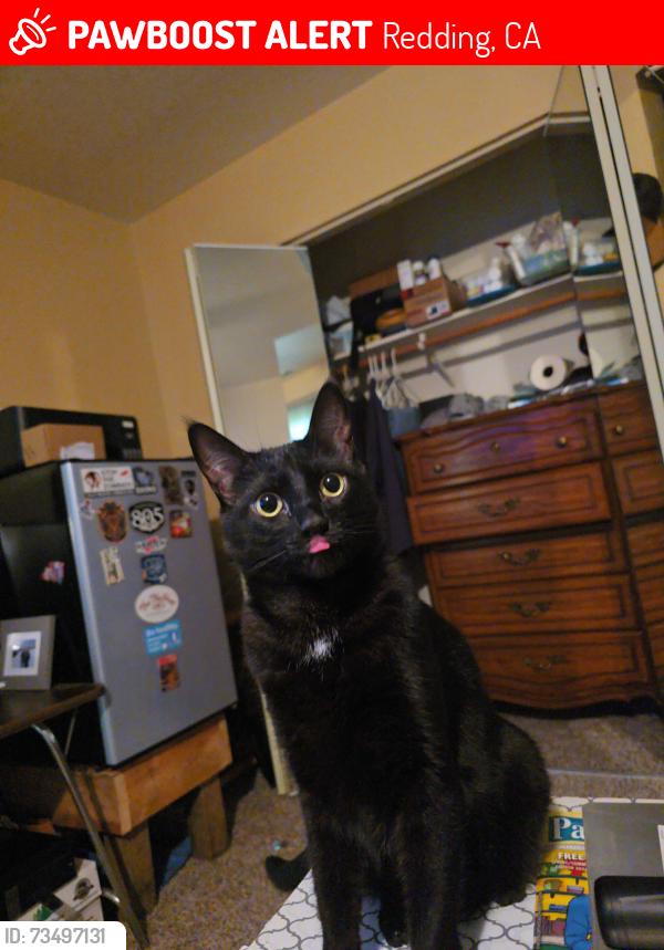Lost Male Cat last seen Fig tree lane and airport rd, near eppersons flea market, Redding, CA 96002