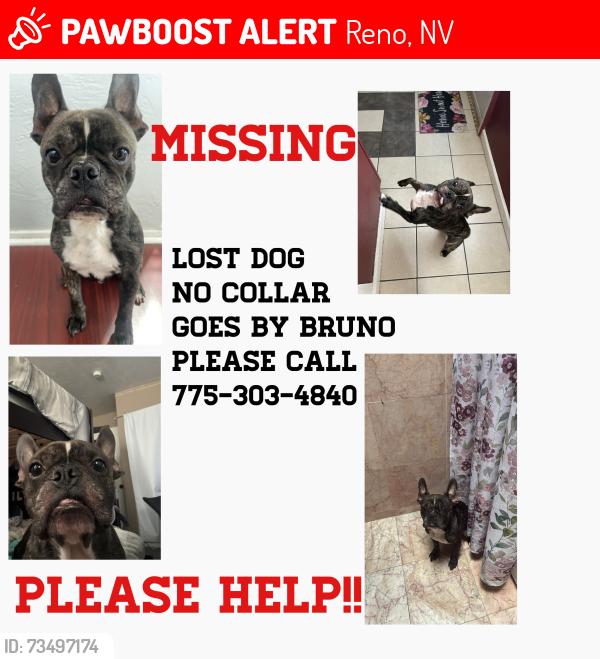 Lost Male Dog last seen Mount Whitney st, Reno, NV 89506