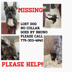 Lost Male Dog last seen Mount Whitney st, Reno, NV 89506