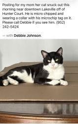 Reunited Male Cat last seen Downtown lakeville isn’t it Holyoke ave., Lakeville, MN 55044