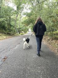 Found/Stray Unknown Dog last seen By Arthur street, Flanders, NY 11901