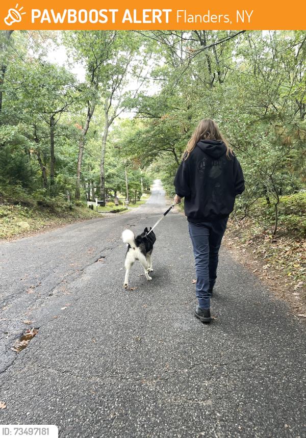 Found/Stray Unknown Dog last seen By Arthur street, Flanders, NY 11901