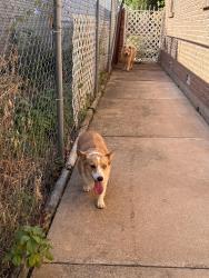Reunited Unknown Dog last seen Prairie Queen Elementary School, Oklahoma City, OK 73159
