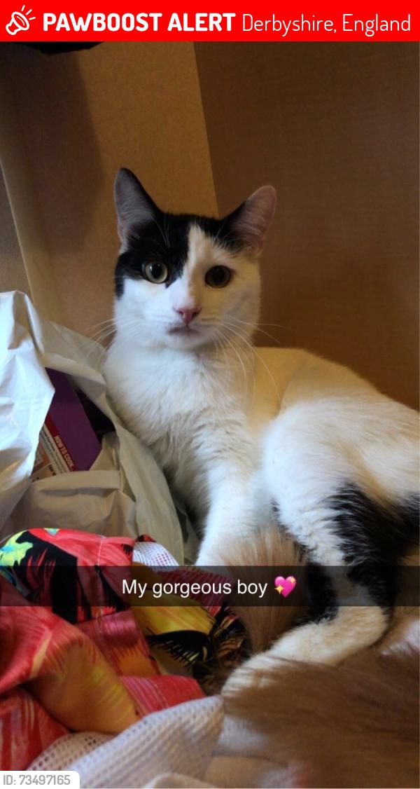 Lost Male Cat last seen Chesterfield, Derbyshire, Derbyshire, England 