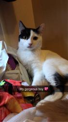 Lost Male Cat last seen Chesterfield, Derbyshire, Derbyshire, England 